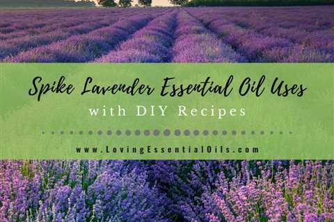 Spike Lavender Essential Oil Recipes, Uses and Benefits Spotlight