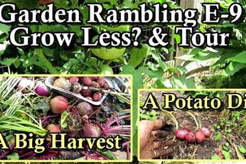 A Garden Harvest, Grow Less?, Succession Planting & Tomatoes: Garden Ramblings Tips & Tour..