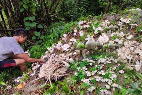 Villagers harvesting lots of wild mushroom from forest, cook with organic vegetables