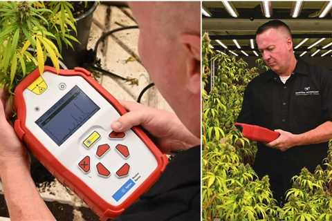 New tool can monitor hemp THC levels in the field
