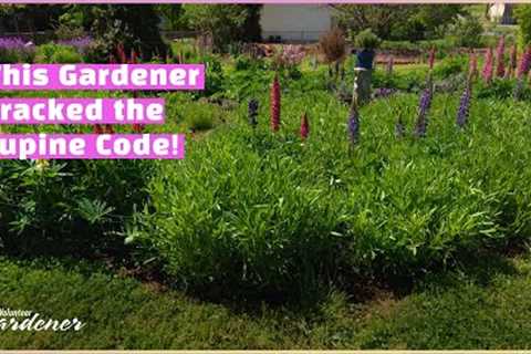 Success Growing Lupines | Volunteer Gardener