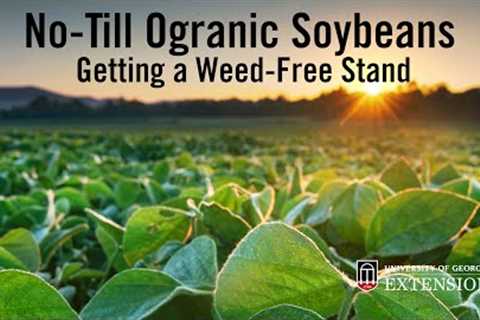 Success with No-Till Organic Soybeans: Getting That Good Weed-Free Stand