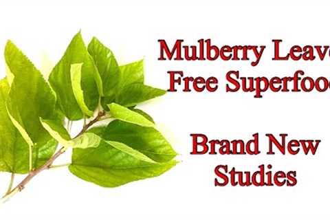 Mulberry Leaves a Free Superfood - Brand New Studies