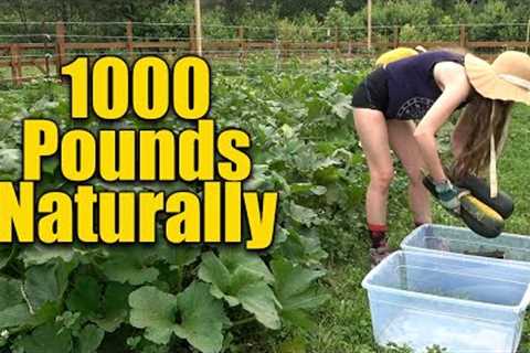 Organic Vegetable Gardening HUGE Results