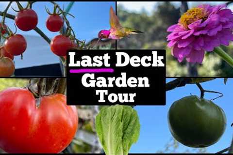 Deck Garden Tour Growing TONS of Tomatoes Lettuce Herbs Potatoes