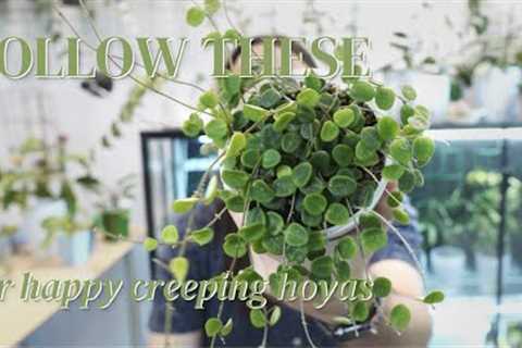 How to grow Hoya serpens, curtisii & tengchongensis | the creeping Hoya challenge