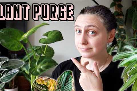 10 plants that I don''t want anymore 🪴 Plant Purge
