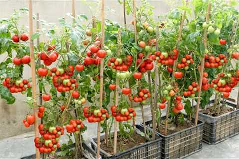 The easiest and most fruitful way to grow tomatoes at home for beginners