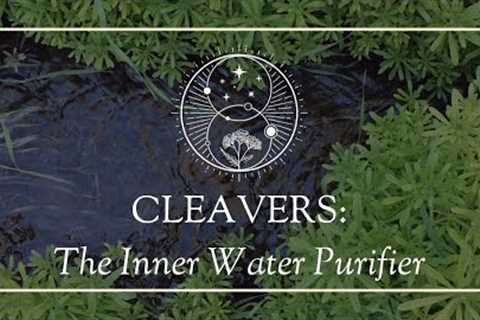 Cleavers: The Inner Water Purifier