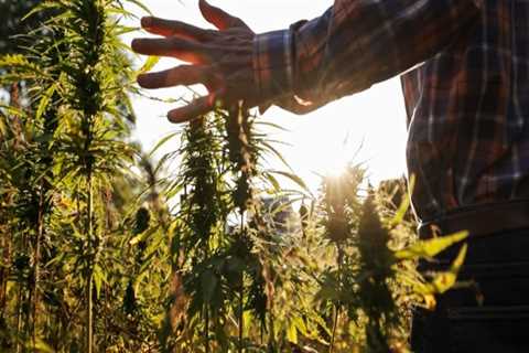What is the Difference Between Hemp and Cannabis?