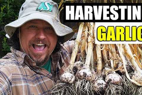 Essential Garlic Harvesting Tips For 2023!