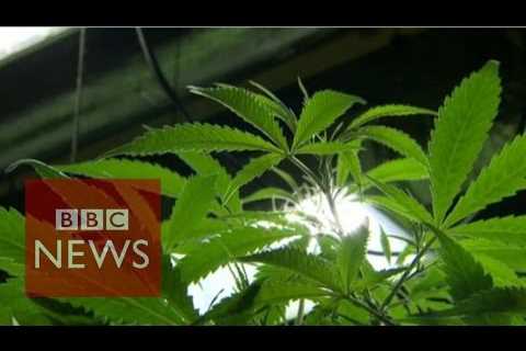 Could cannabis oil cure cancer? BBC News