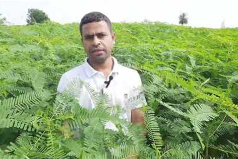 Dhaincha # Green manuring Crops # Organic farming # Supercharging Soil Health # The Green Miracle #