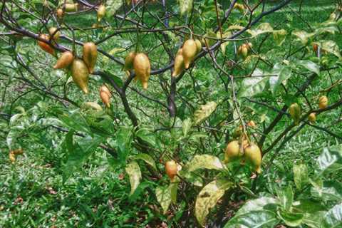 Is Ibogaine Legal