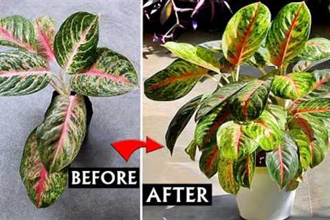 Watch: My SECRETS To Make Aglaonema 500X BUSHY!