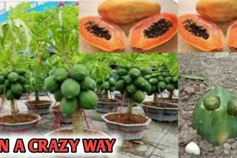 Growing Papaya fruit