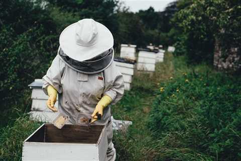 Support Sustainable Beekeeping With Organic Food