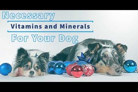 || Necessary Vitamins and Minerals for Dogs â Dog Health care Ep. 3 ||