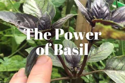 Unlocking the Power of Basil: Culinary and Medicinal Uses