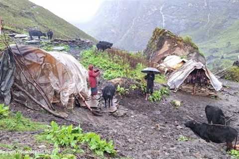 Nepali Mountain Village Life | Nepal🇳🇵| Organic shepherd food |Making Cattle Shed | Shepherd Life ..