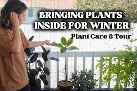 Bringing My Plants in for the Winter: Deck Plant Tour, grow light setup, pest prevention treatments