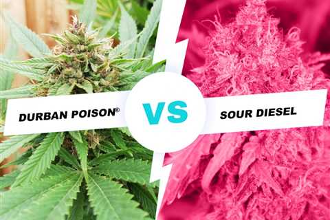 Sour Diesel Cannabis Seeds Vs Durban Poison Cannabis Seeds: Get To Know Which Is Right For You?