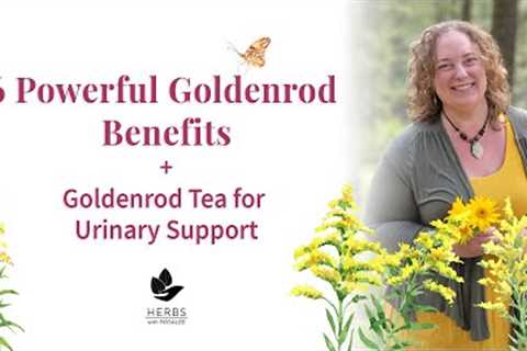 Goldenrod Benefits: Medicinal Uses of Goldenrod Plant | Solidago