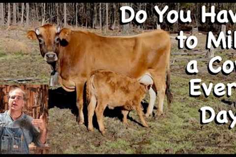 Do You Have to Milk a Cow Every Day? - FHC Q & A
