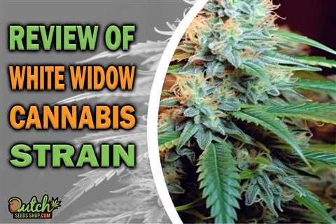 White Widow Cannabis Seeds Vs Blackberry Cannabis Seeds: What’s The Difference In 2023?