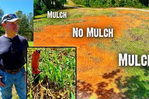 Less Rain - More Growth with Mulch - The Release Process™ working in South Carolina
