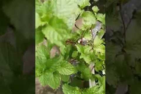 #Shorts | The Short Introduction of Peppermint Herbal Plants In Our Rooftop Garden.