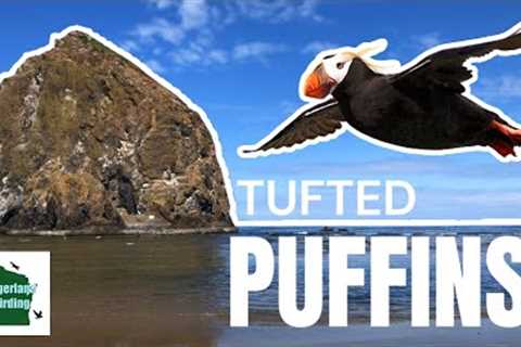 Puffin Party Extravaganza: Discovering Haystack Rock''s Tufted Puffins!