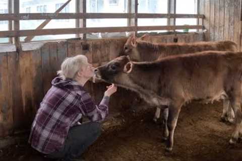 My daily routine as a young dairy farmer…🐄🚜🩷