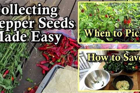 How to Save Pepper Seeds including Ghost, Reaper, & Scorpion Super Hots: Don''t Burn Your Eyes..