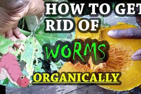 how to get rid of WORMS from eating ur plant | the organic way