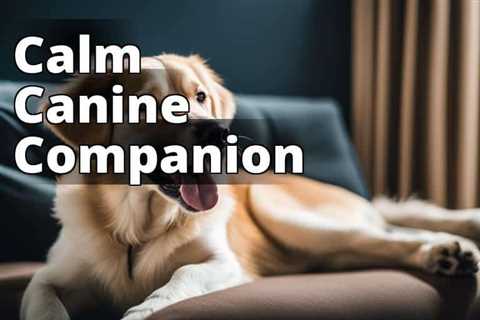 The Ultimate Guide to CBD Oil Benefits for Anxiety in Dogs: Pet Care Revolution