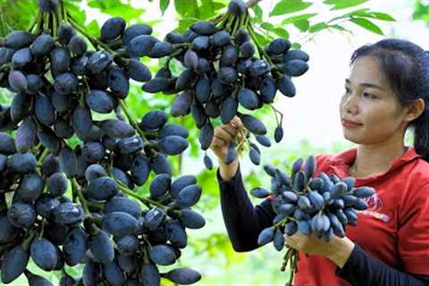 Harvesting  CANARIUM Fruits ( Black TRÁM) Goes to the Market sell - Make Stir-fried Meat Canarium