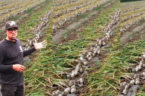 He Turned Garlic Farming To a Multi Million Dollar Business in Rwanda | Garlic Farming A to Z