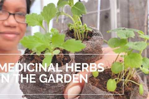 Medicinal Herbs In The Garden