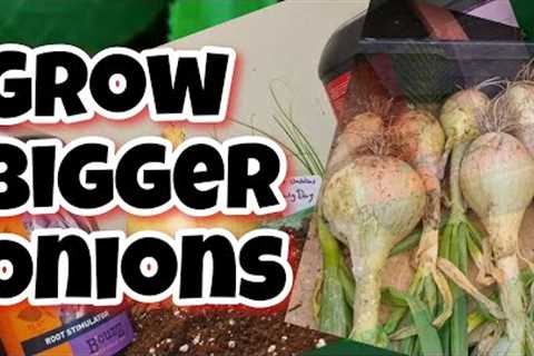 Grow BIGGER Onions from SEED part 1