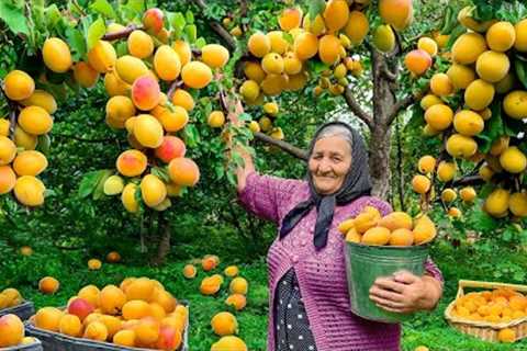 Lots of Harvested Large Apricots! Making Delicious Apricot Jam in the Village!