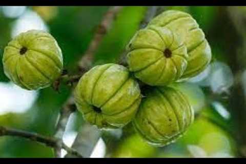 Herb of the Week   Garcinia