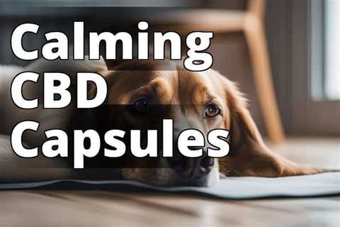 The Ultimate Guide to CBD Capsules for Anxious Dogs