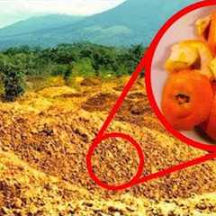 They Threw 12,000 Tons Of Orange Peels In A Forest. 16 Years Later They Returned to See The Results…