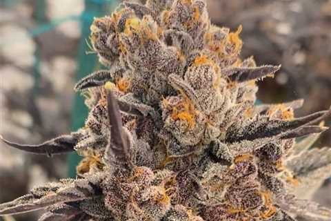 Beaitiful 🍁🍀💪  #insidecannabis #smokeweedeveryday #high #cannabis…
