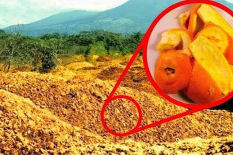 They Threw 12,000 Tons Of Orange Peels In A Forest. 16 Years Later They Returned to See The Results…