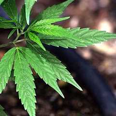 Hawaii AG's Office Explains How It Drafted A Marijuana Legalization Bill That Lawmakers Are..