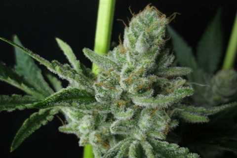 #weed #cannabis #cannabiscommunity #marijuana #weedporn #thc #weedstagram #cbd…