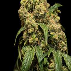 Does sour diesel give body high?