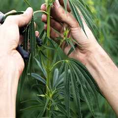 How hard is it to grow a hemp plant?
